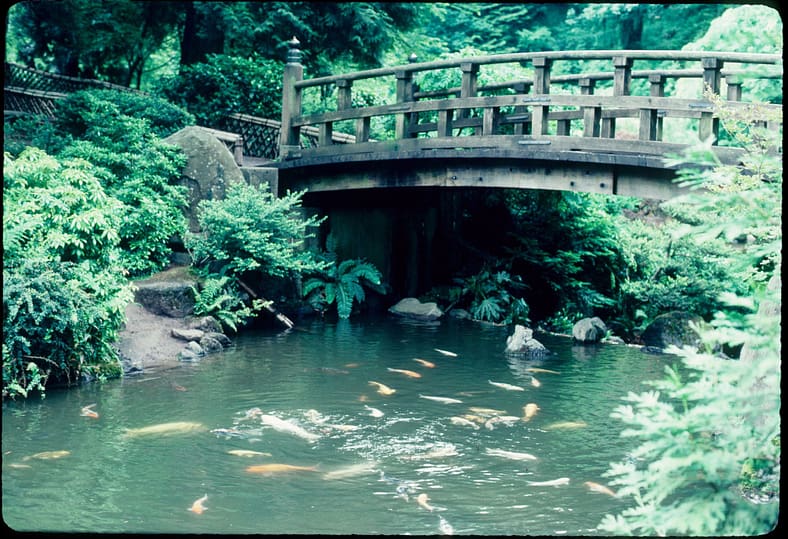 Koi swimming near a wooden bridge.