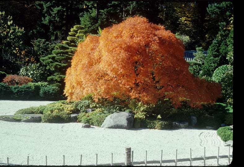 A maple tree in the Flat Garden of Portland Japanese Garden.