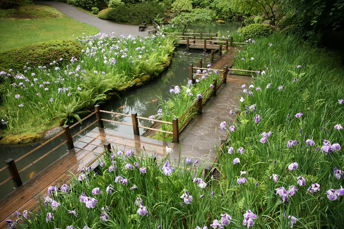 Irises, Japanese Garden, Portland, OregonRayPfortner.com